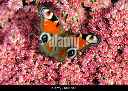 Tagpfauenauge sitzen auf einem leuchtend roten Bush der sedum Blumen. Stockfoto