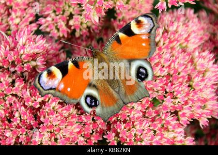 Tagpfauenauge sitzen auf einem leuchtend roten Bush der sedum Blumen. Stockfoto