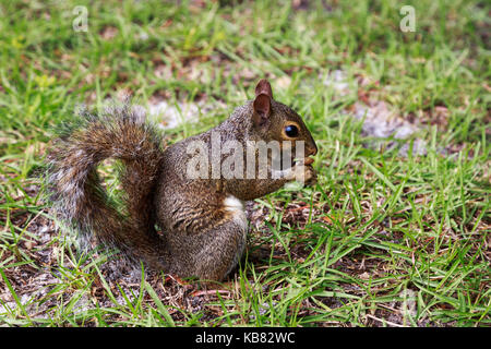 Amerikanische Rote Eichhörnchen essen von Muttern, auf dem Boden, Florida, USA Stockfoto