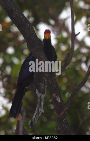 Lady's Ross Needles, Musophaga rossae, in Kasanka Nationalpark, nördlichen Sambia, Afrika Stockfoto
