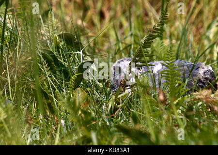 Schuhschnabel Störche, Balaeniceps Rex, in Bangweulu Swamps, nördlichen Sambia, im Südlichen Afrika Stockfoto