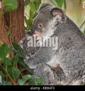 Koalo tragen in Australien. Stockfoto