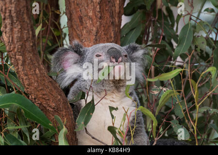 Koalo tragen in Australien. Stockfoto