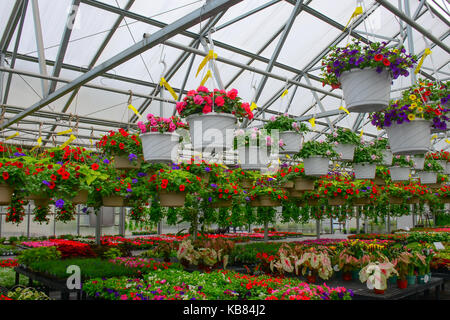 Hängende Körbe und Wohnungen der jährlichen Blumen für den Verkauf im Einzelhandel Gewächshaus. Stockfoto