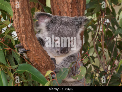 Koalo tragen in Australien Stockfoto