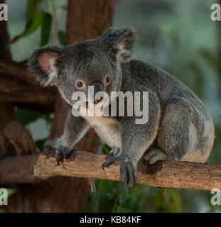 Koalo tragen in Australien Stockfoto