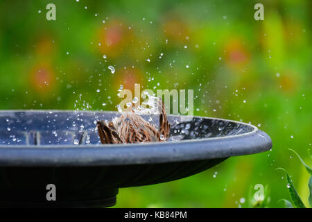 Song sparrow (melospiza Melodia) Baden und Planschen in ein Vogelbad im Garten. Stockfoto