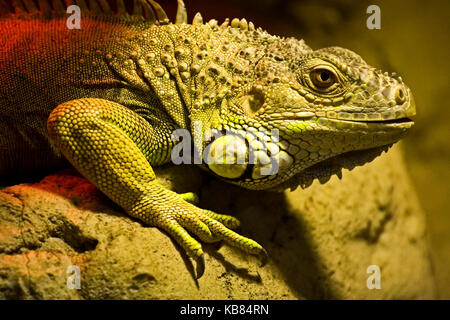 Eine grosse Eidechse sitzt auf einem Felsen. Gelb-rotes Licht. Close-up Stockfoto