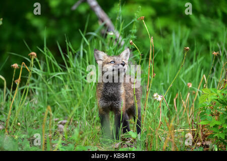 Nasse neugierig Red Fox (Vulpes vulpes) zu Blütenstiele Stockfoto