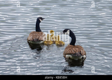 Ein paar der Kanada Gänse schwimmen auf einem Adirondack Teich mit ihren Gänschen. Stockfoto