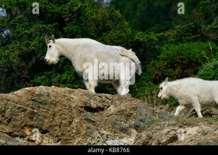 Eine Mutter und Baby Bergziegen, Oreamnos americanus, auf einem Felsvorsprung in Jasper National Park, Alberta, Kanada. Stockfoto