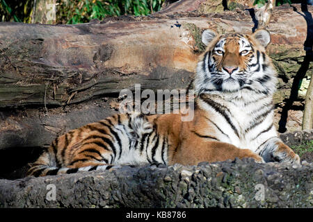 Bengal Tiger im Zoo Stockfoto