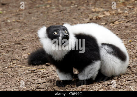 Erschrocken schwarz und weiß Lemur vari auf dem Boden Stockfoto