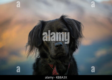 Schwarze Hund draußen im Herbst in der Kolorado Berge. Stockfoto