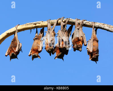 Kleine Rote Flughunde (Pteropus scapulatus) Rastplätze in Lissner Park in Charters Towers sind eine Plage und eine Gefahr für die Gesundheit. Queensland, Queensland, Australien Stockfoto