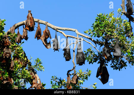 Eine gemischte Kolonie von Schwarzen Flughunde (Pteropus alecto) und Kleine Rote Flughunde (Pteropus scapulatus) Rastplätze in Lissner Park in Charters Towers, Stockfoto