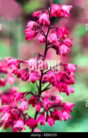 Rosa rote Heuchera 'Paris' Blume, Nahaufnahme Stockfoto