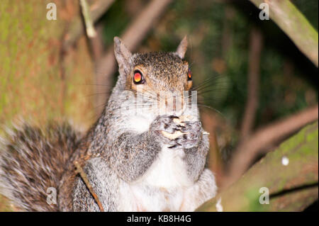 Nahaufnahme eines Wilden graue Eichhörnchen Essen einer Mutter Stockfoto