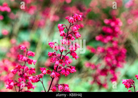 Heuchera Paris Stockfoto