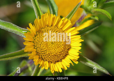 Dies ist Pallenis Spinosa, die stachelige Starwort oder Stacheligen Golden Star, aus der Familie der Asteraceae (Compositae) Stockfoto