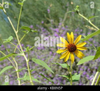 Die Desert Flower, süße Coneflower rudbeckia triloba Stockfoto