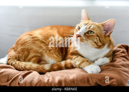 Junge schwarze Katze zu Hause liegen, süß und schön. Stockfoto