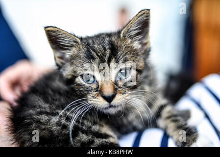 Junge schwarze Katze zu Hause liegen, süß und schön. Stockfoto