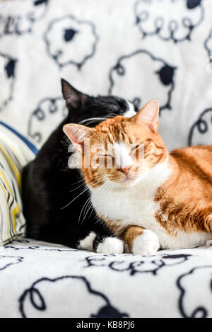 Zwei Katzen auf der Couch liegen und sich umarmen. Stockfoto