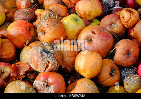 Fäulnis morsch windfall Äpfel Stockfoto