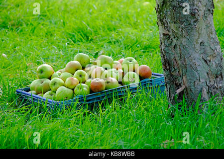 Geerntet werden die Äpfel im Obstgarten, Norfolk, England Stockfoto