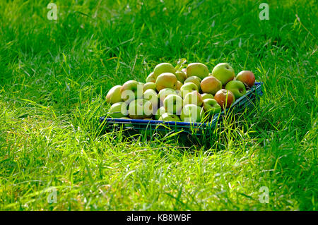 Geerntet werden die Äpfel im Obstgarten, Norfolk, England Stockfoto