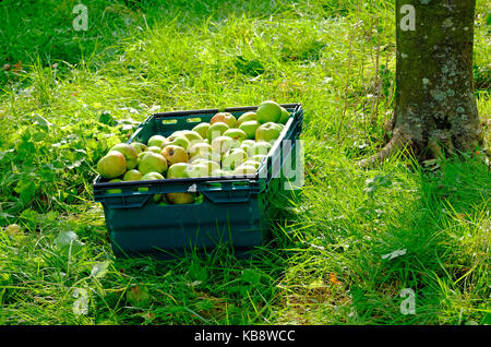 Geerntet werden die Äpfel im Obstgarten, Norfolk, England Stockfoto