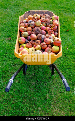 Fäulnis morsch windfall Äpfel Stockfoto