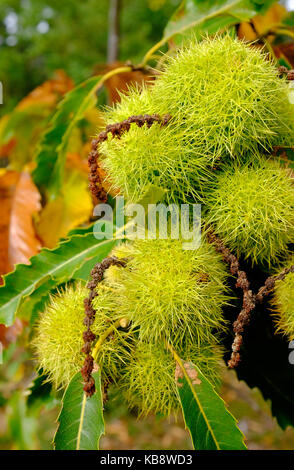 Kastanien wachsen auf Bäumen, Norfolk, England Stockfoto