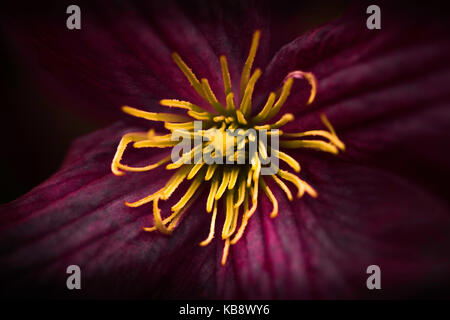 Ein Makro floral Zusammenfassung einer Clematis blühen. Stockfoto