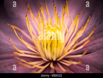 Ein Makro floral Zusammenfassung einer Clematis blühen. Stockfoto