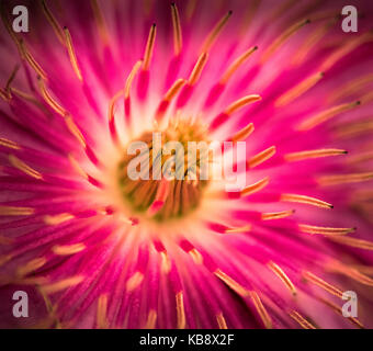 Ein Makro Blume Abstract in Farbe. Stockfoto