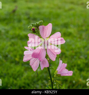 Moschus - Malve (Malva moschata) Blumen wachsen auf Turbary gemeinsame Naturschutzgebiet, Dorset, Großbritannien Stockfoto