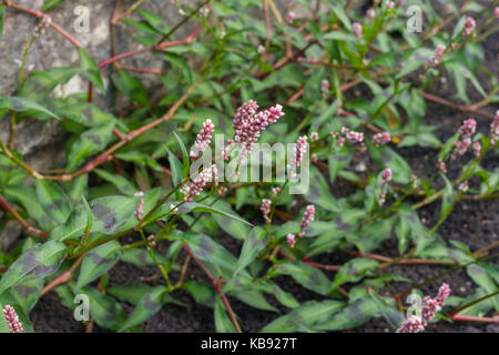 Wasserläufer, Persicaria Maculosa, Unkraut im Sommer wächst, Vereinigtes Königreich Stockfoto