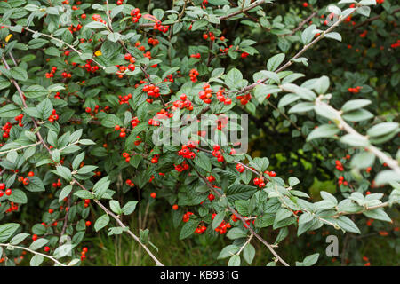 Cotoneaster Hybridus Pendulus wachsen auf gemeinsame Land, Dorset, Großbritannien Stockfoto