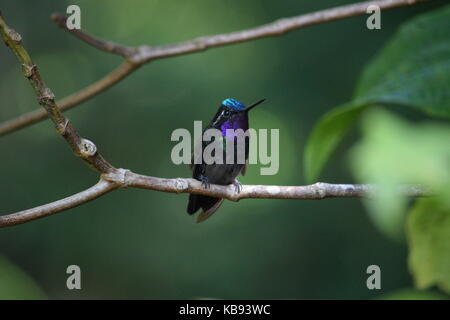 Lila Throated Mountaingem, Lampornis Calolaenus, Monteverde, Costa Rica Stockfoto