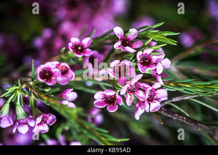 Makro-Foto von Geraldton Wachs Blumen (Chamelaucium Uncinatum) Stockfoto