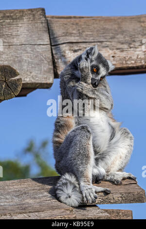 Ring-tailed Lemur (Lemur catta) sitzen auf Gebäude aus Holz und pflegen ihr Fell, beheimatet in Madagaskar Stockfoto