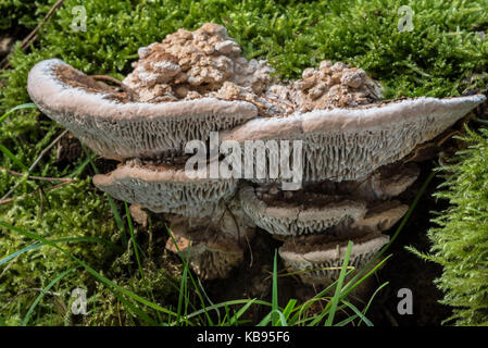 Dünnwandige Labyrinth polypore/erröten Halterung (Daedaleopsis confragosa/Trametes rubescens) Stockfoto