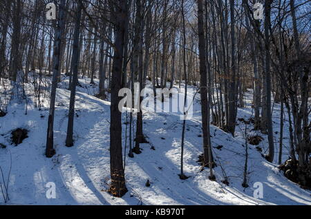 Buche oder Fagus Wald auf Winterzeit in Berg Vitosha, Bulgariens Stockfoto