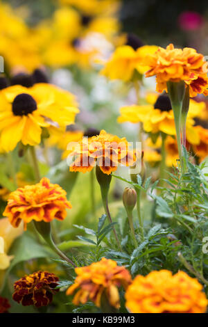 Tagetes Zwerg Doppel gemischt. Französische Ringelblume 'Dwarf Doppel Mixed Blumen Stockfoto