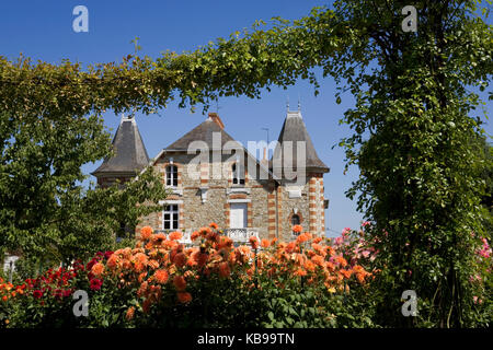 Eine lebendige Darstellung von Chrysanthemen in den Jardins du Thabor, Rennes, Bretagne, mit einem schönen Haus in der Rue de la Duchesse Anne über Stockfoto