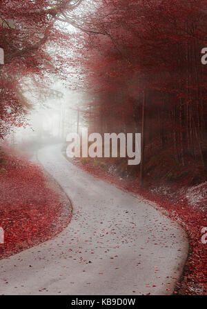 Herbst Wald mit roten Blätter von einem Land Straße überquerte, ummantelt von einem dichten Nebel, in Füssen, Deutschland. Stockfoto