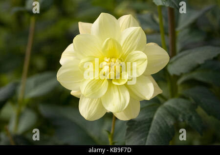 Dahlie 'Glorie van Heemstede' Blume. Stockfoto