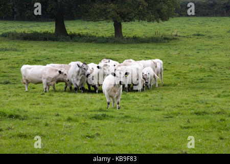 Bos taurus. Britische weiße Rinder in der englischen Landschaft. Stockfoto